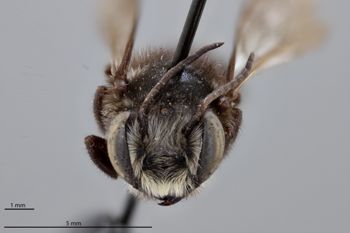 Media type: image;   Entomology 790024 Aspect: head frontal view